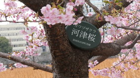 �s�E�r�̉͒Í�