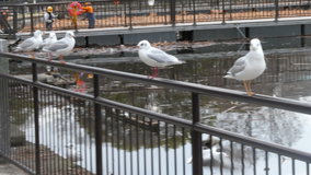 �s�E�r�̃J����