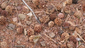 ���l�@���̖؂̎�