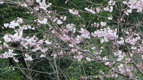 ���c�@�ڂ��J�����@��