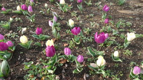 �����@�炫�o�����`���[���b�v?