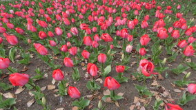 �����@�`���[���b�v