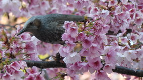 �������@�劦���ƒ�