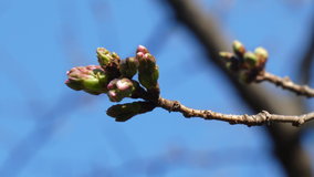 �������@�\���C���V�m�̃c�{�~