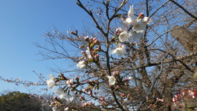 �������@�\���C���V�m�炾����