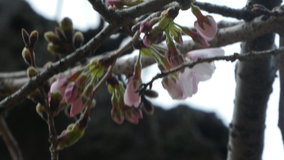 ��X�،����@�J�Ԃ����\���C���V�m