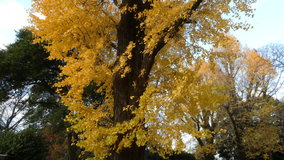 �������@�C�`���E