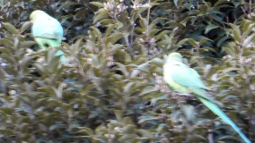 ��X�،����@�ΐF�̒�